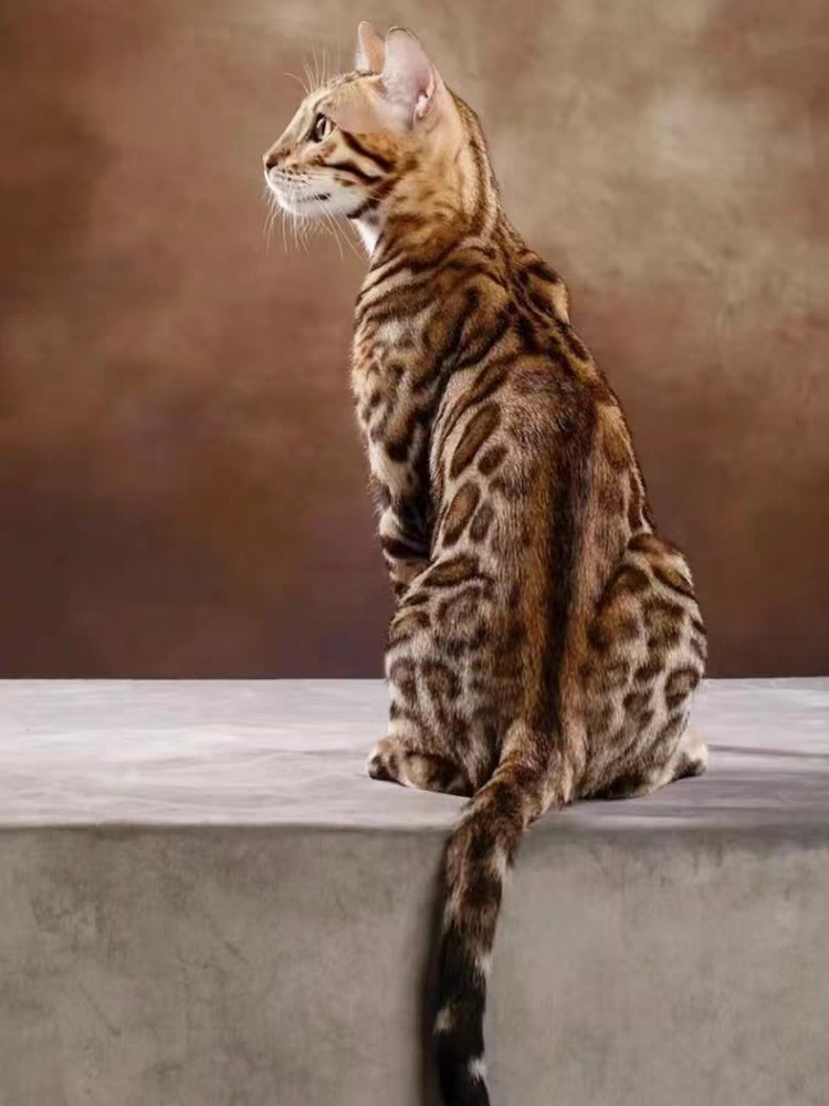 猫舍直销,批发价出售,孟加拉豹猫